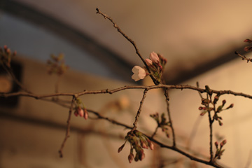 蕾桜