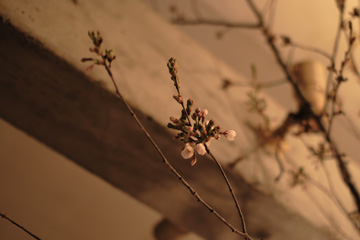 蕾桜